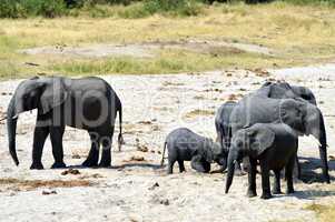 Herd of elephants in search of water