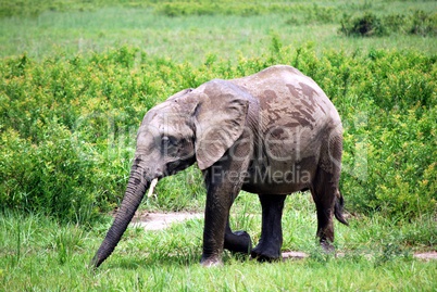 Baby elephant who plays with some water