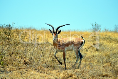 Gazelle the curious look