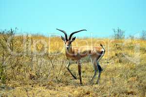 Gazelle the curious look