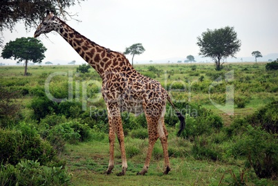Giraffe which eats tree leaves