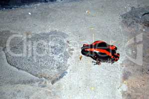 A black and red frog