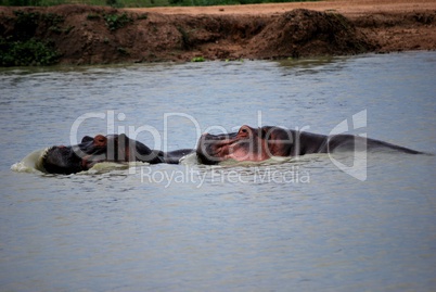 Two hippopotamuses in the water