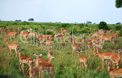 Herd of impalas in the savanna