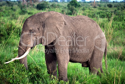 Elephant isolated