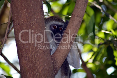 Small gray and black monkey on a tree