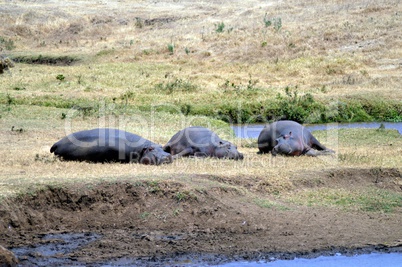 Three Hippo napping on the edge of a pond