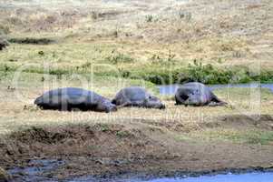 Three Hippo napping on the edge of a pond