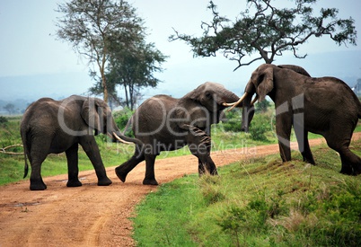 Three elephants play on the dirt track