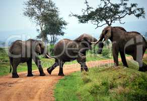 Three elephants play on the dirt track