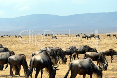 Herd of gnus in the savanna.