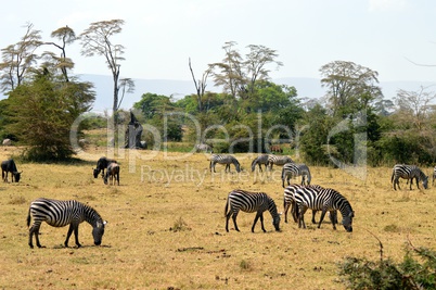 Herd of zebras and wildebeest