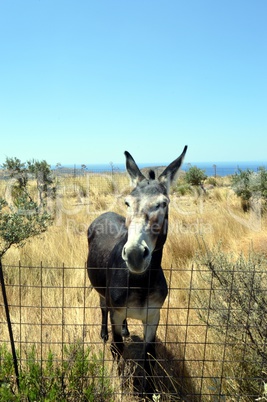 Lively donkey in a meadow.