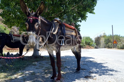 Donkey attached to a tree with a saddle.
