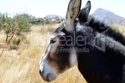 Lively donkey in a meadow.