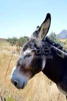 Lively donkey in a meadow.