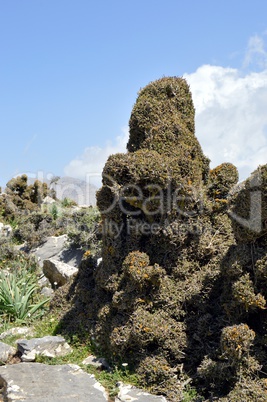 A thorny shrub on a rocky peak.