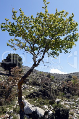 A shrub in the mountain on a hill.