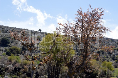 A shrub in the mountain on a hill.