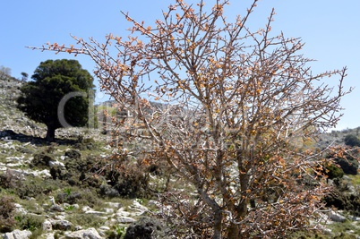 A shrub in the mountain on a hill.