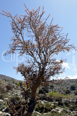 A shrub in the mountain on a hill.