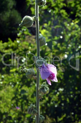 Beautiful garden flowers,summer.