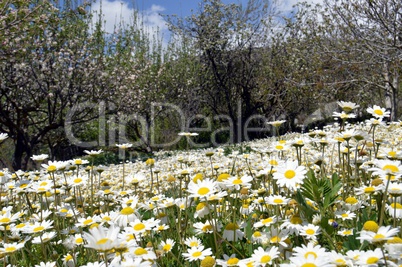 Beautiful flowers of garden