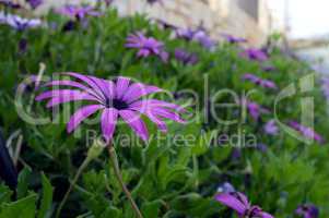 Flower carpet of mauve color.