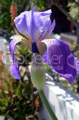 Beautiful flowers of garden in Crèta.