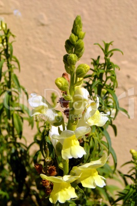 Beautiful flowers of garden in Crèta.