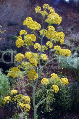 Beautiful flowers of garden