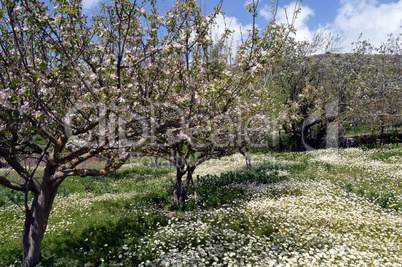 Beautiful flowers of garden