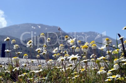 Beautiful flowers of garden