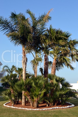 A flowerbed of palm trees.
