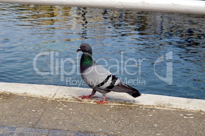 A pigeon on a bridge