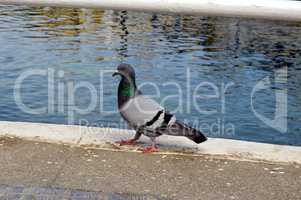 A pigeon on a bridge