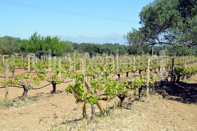 Vineyards in flowers in the campaign.