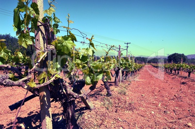 Vineyards in flowers in the campaign.
