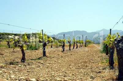 Vineyards in flowers in the Cretan.