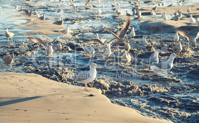 seagulls on the beach