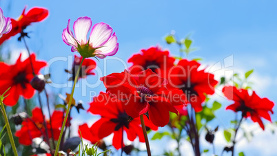 Dahlie Olympicfire und Cosmea - Dahlia Olympicfire and Cosmea flower