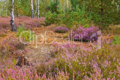 Heidelandschaft im Spätsommer - Heath landscape with flowering Heather