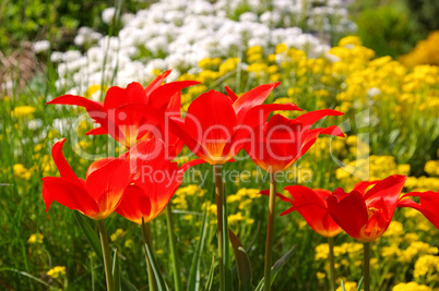 Tulpe rot - tulips in red colours