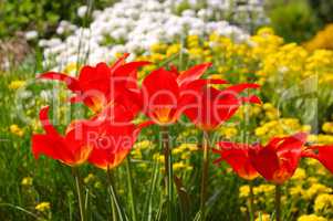Tulpe rot - tulips in red colours