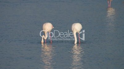 Flamingos in der Camargue, Frankreich
