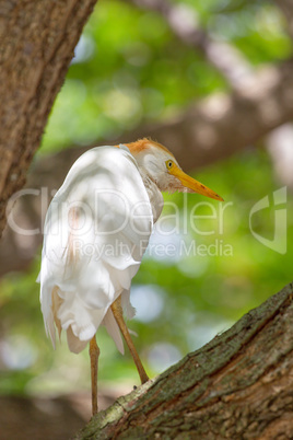 Kuhreiher (Bubulcus ibis)