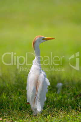 Kuhreiher (Bubulcus ibis)