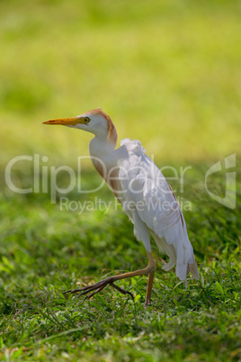 Kuhreiher (Bubulcus ibis)