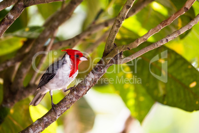 Graukardinal (Paroaria coronata)