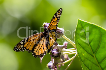 Monarchfalter (Danaus plexippus)